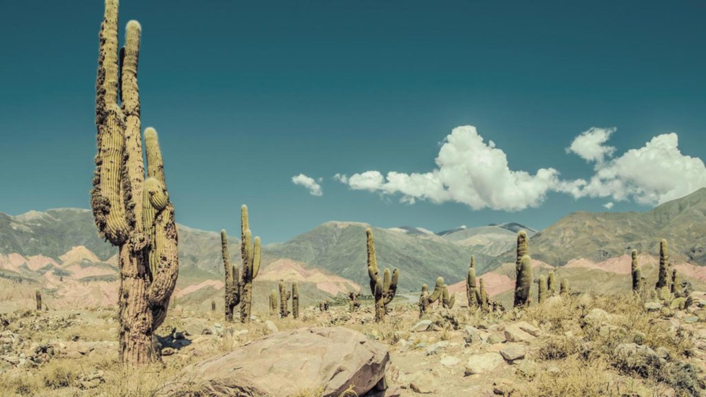 Parque Nacional los Cardones