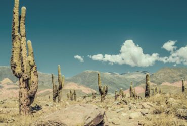 Parque Nacional los Cardones