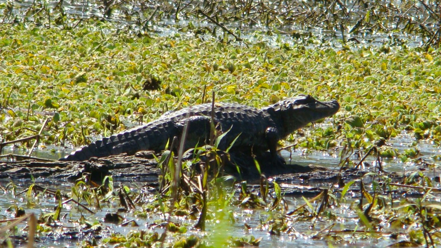 Parque Provincial Laguna Pintascayo