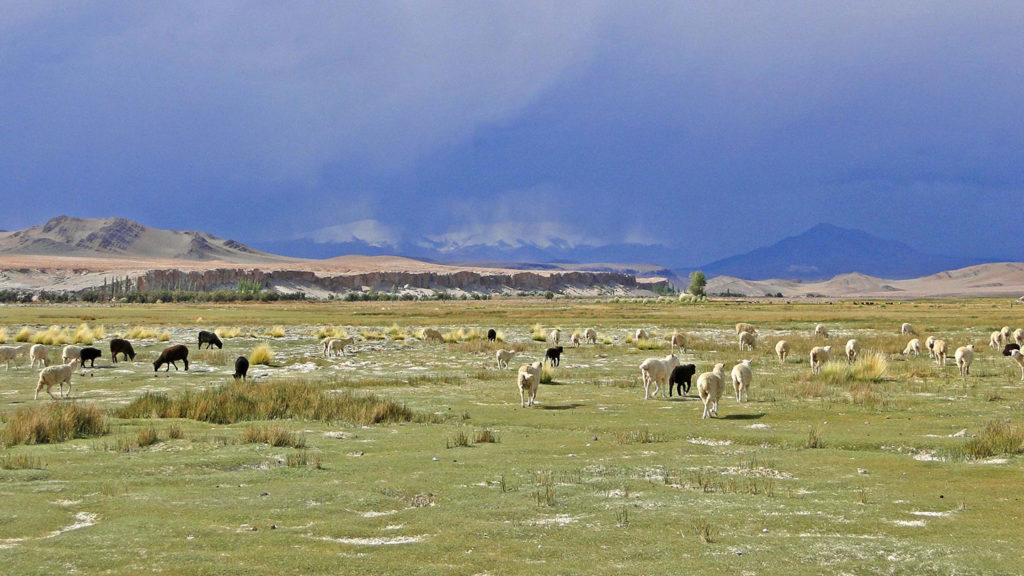 Antofagasta de la Sierra