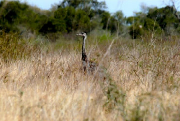 Parque Nacional Copo