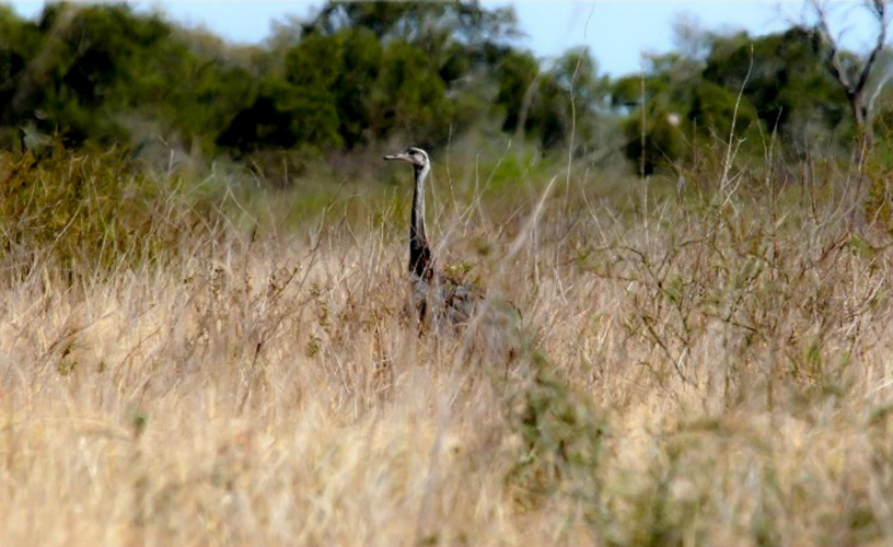 Parque Nacional Copo